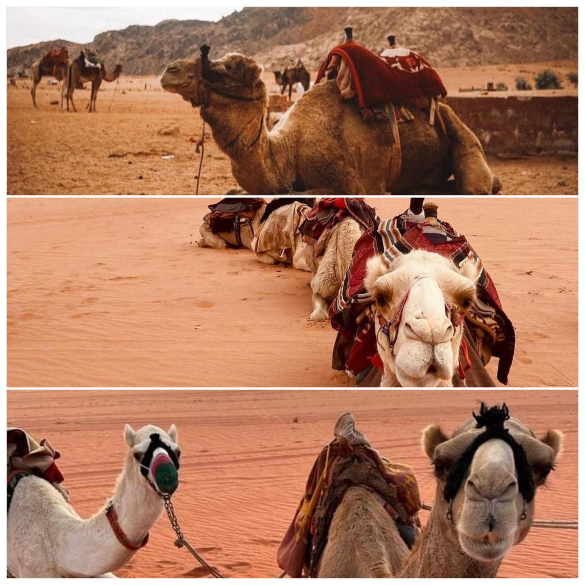 Wadi Rum Rozana Camp ภายนอก รูปภาพ